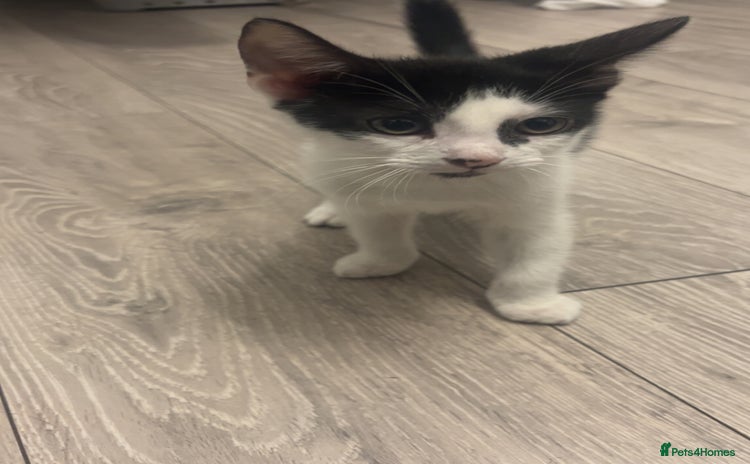 British Shorthair cats for sale - Advert 1