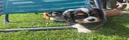 Cavalier King Charles Spaniel dogs for sale: Gorgeous chunky little puppies READY now - Advert 6