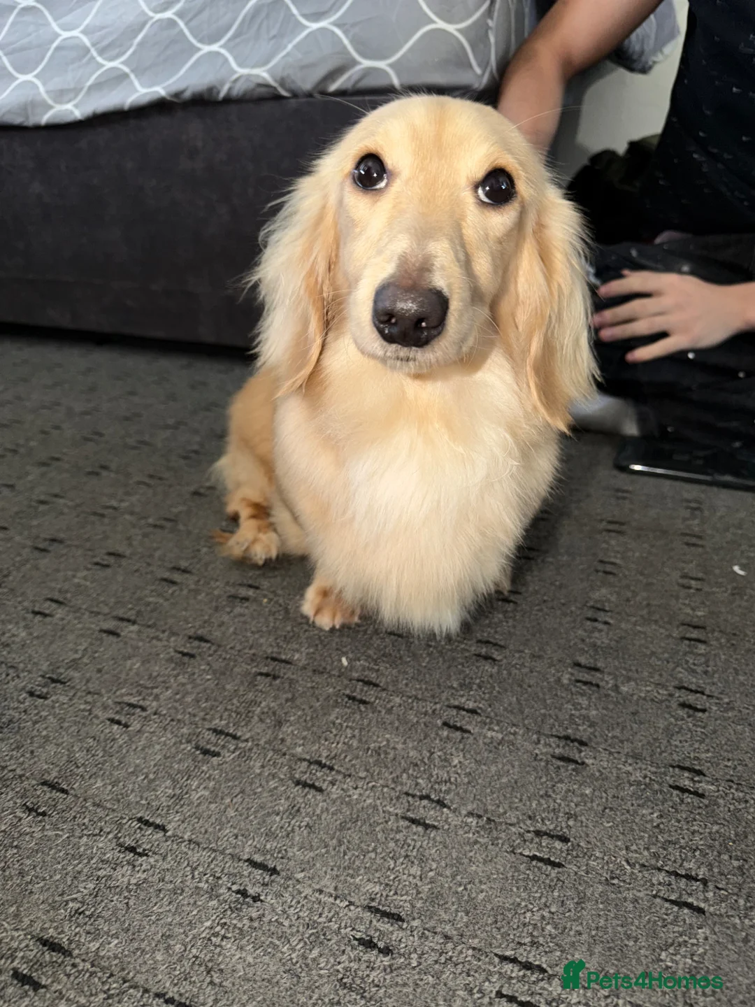 Miniature Dachshund dogs for sale: 6 miniature long haired cream dachshund puppies - Advert 2