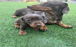 Miniature Dachshund dogs for sale: 3 gorgeous Chocolate and tan Girls  - Image 7