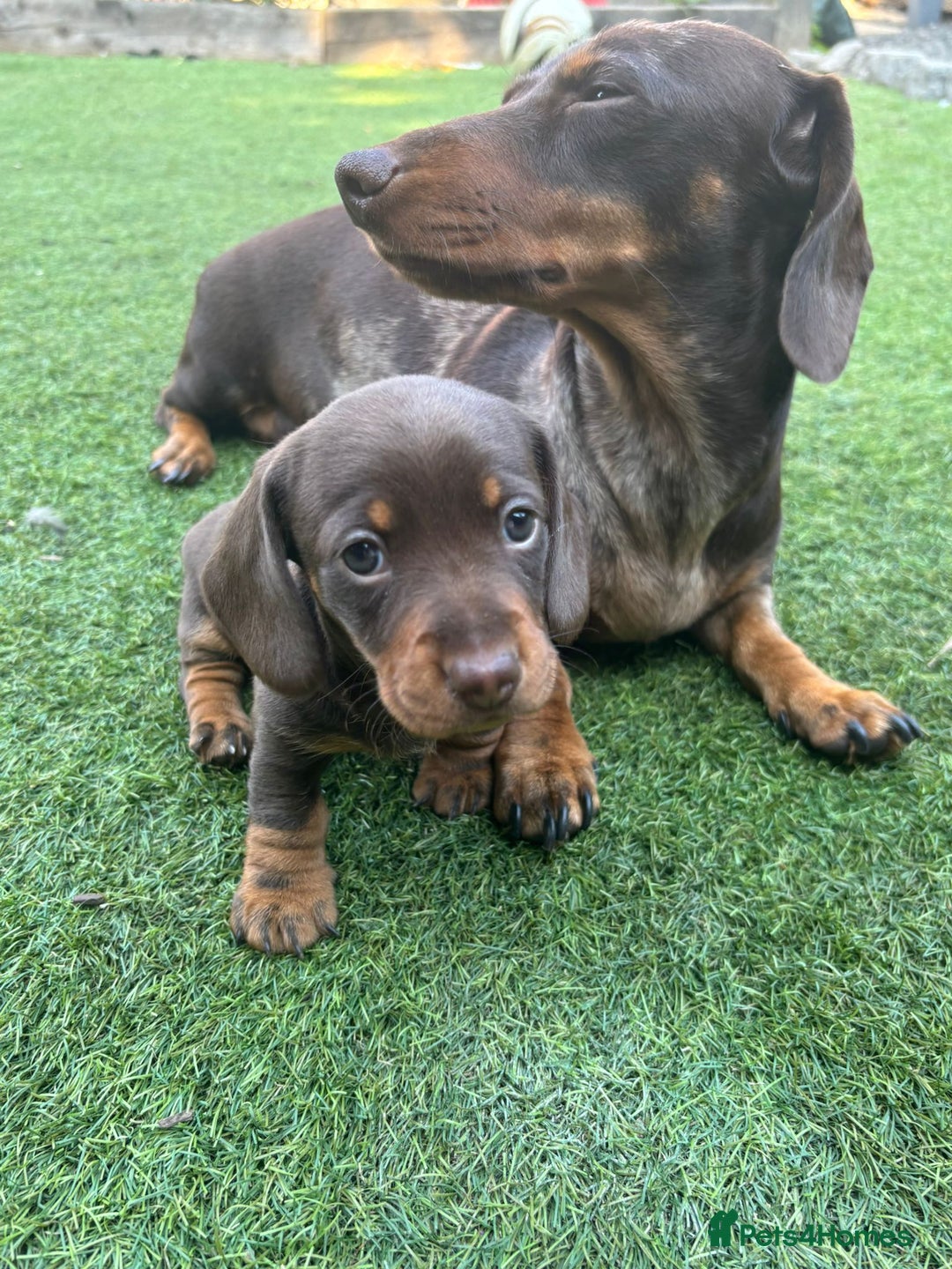 Miniature Dachshund dogs for sale: 3 gorgeous Chocolate and tan Girls  - Image 7