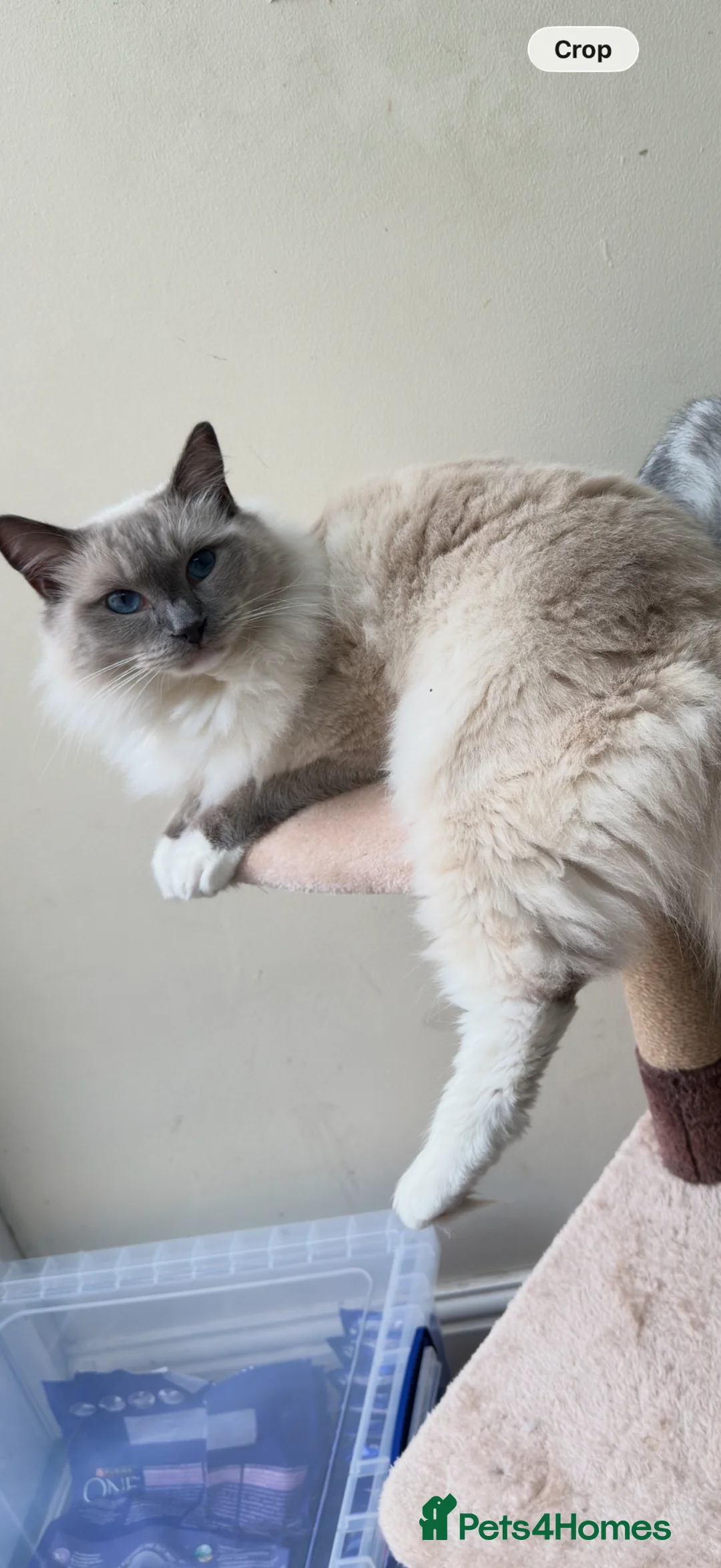 Ragdoll cats for sale: Stunning Blue-Eyed Male Ragdoll For Sale - Advert 1