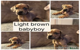 Mixed Breed dogs for sale: Rhodesian Ridgeback x Cane Corso puppies for sale - Image 7