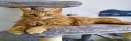 Maine Coon cats for sale: Red female Maine coon  - Advert 1
