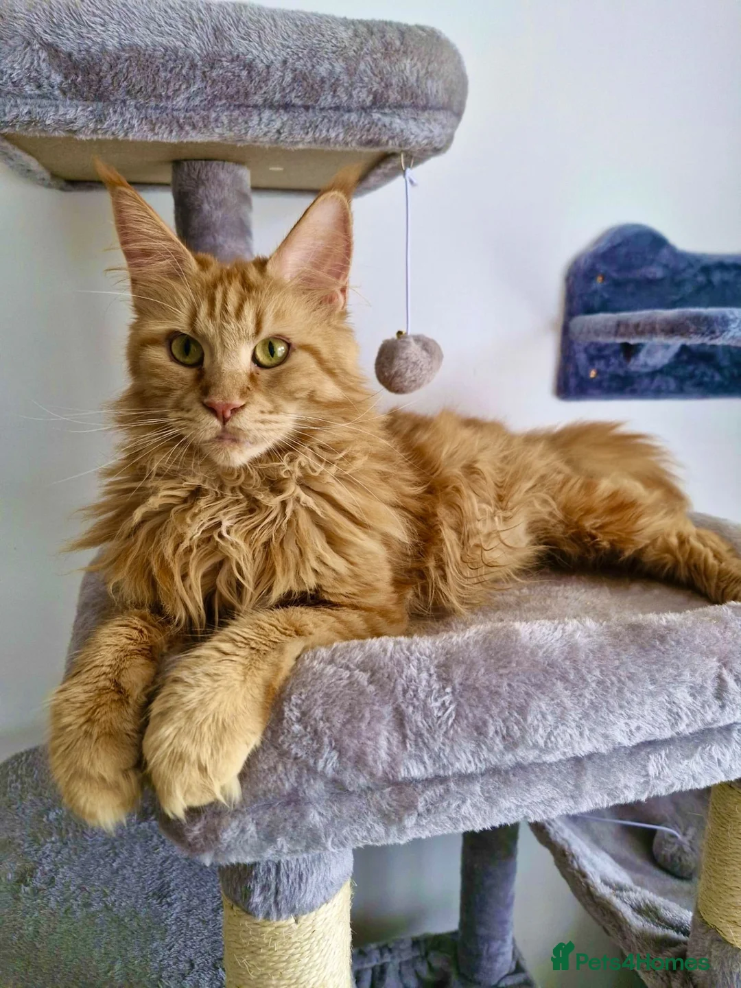 Maine Coon cats for sale: Red female Maine coon  - Advert 1
