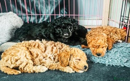 Bordoodle dogs for sale: F1B Bordoodle Puppies - Advert 1