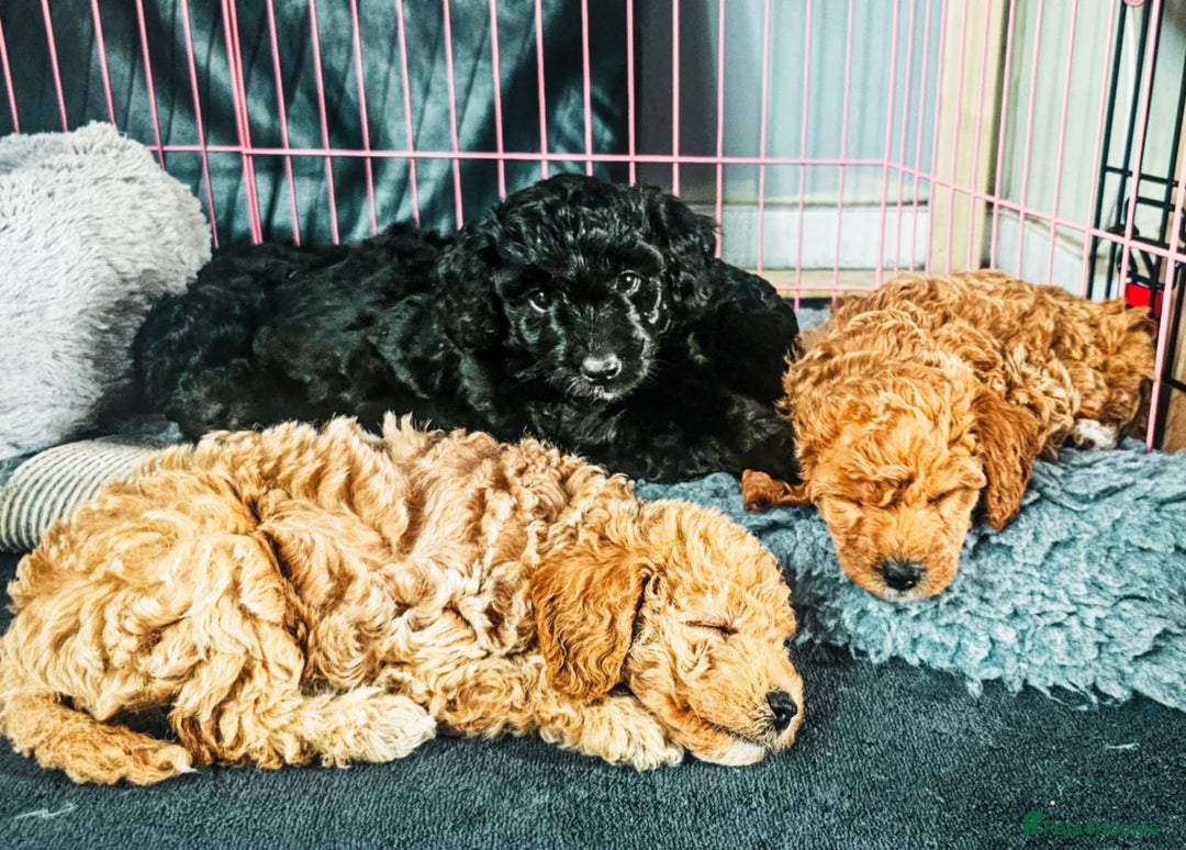 Bordoodle dogs for sale: F1B Bordoodle Puppies - Advert 1