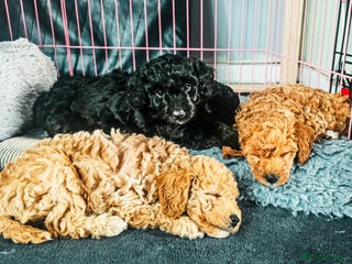 Bordoodle dogs - Advert 14