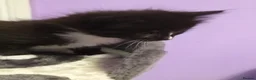 Turkish Angora cats for sale: Beautiful Turkish Angora Mix Kittens for sale - Advert 7