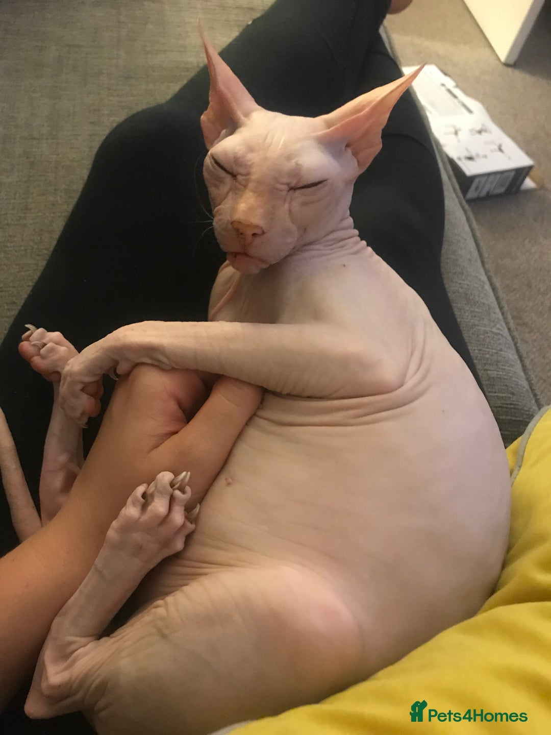 Sphynx cats for sale: 9 year old neutered male Sphynx cat  - Advert 11