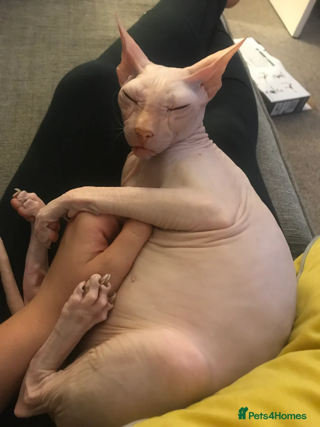 Sphynx cats for sale: 9 year old neutered male Sphynx cat  - Advert 11
