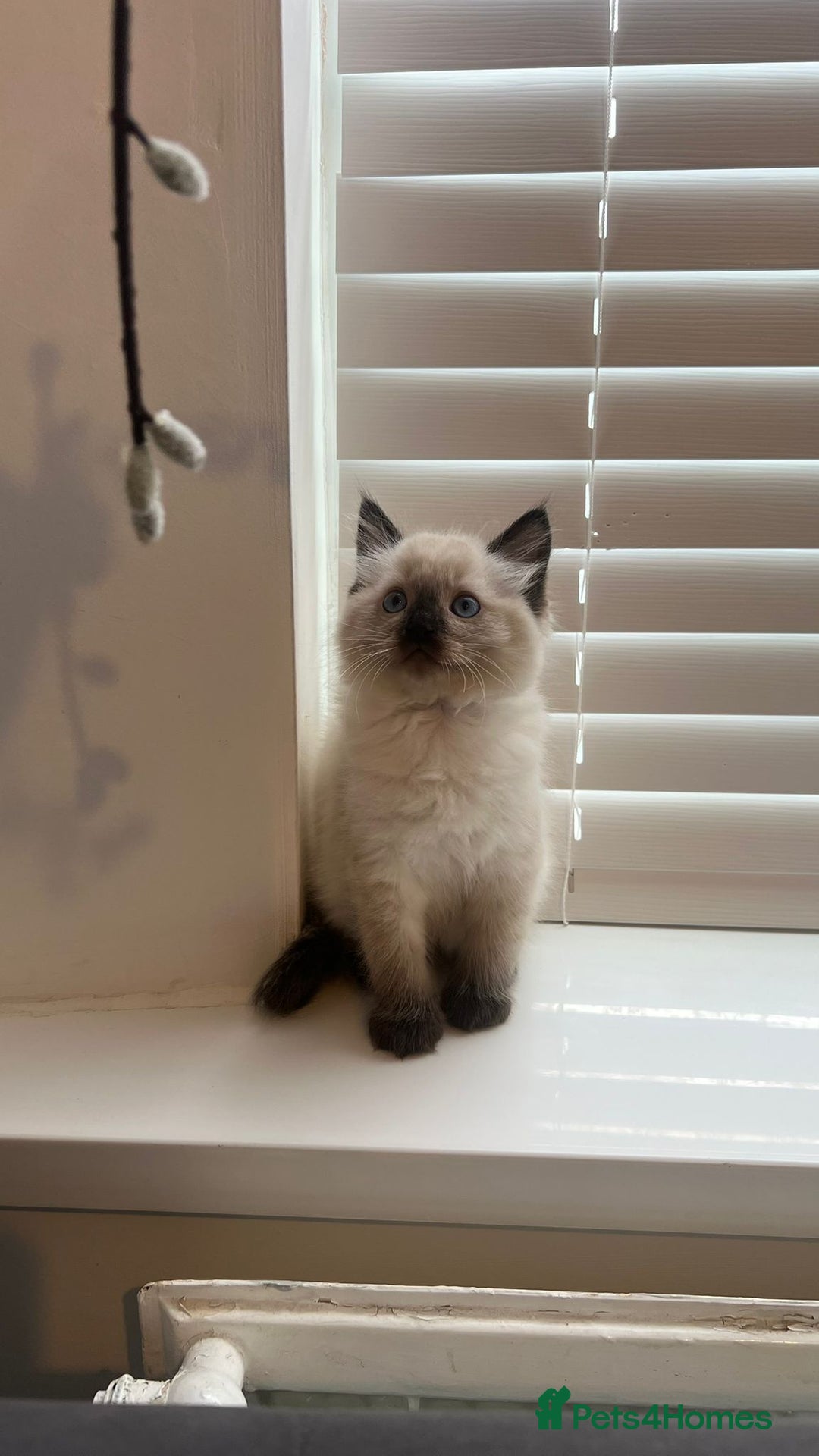 Ragdoll cats for sale: Friendly Ragdoll identical male kittens  - Image 7
