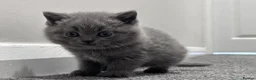 British Shorthair cats for sale: ✨ Beautiful Kittens – Ready for New Homes! - Advert 2