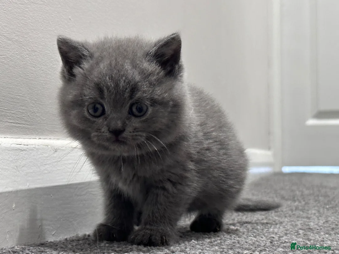 British Shorthair cats for sale: ✨ Beautiful Kittens – Ready for New Homes! - Advert 2