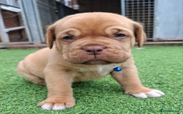 Dogue De Bordeaux dogs for sale: Dogue de Bordeaux pups  - Image 28