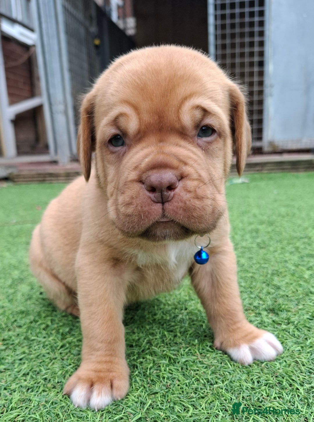 Dogue De Bordeaux dogs for sale: Dogue de Bordeaux pups  - Image 28