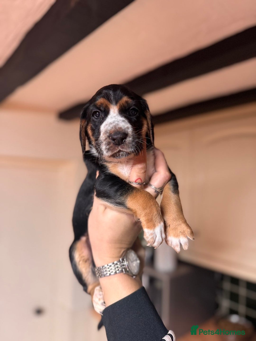 Mixed Breed dogs for sale: Australian Kelpie/Cocker Spaniel Puppies  - Advert 2