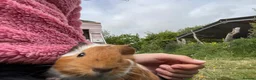 Guinea Pig rodents for sale: Beautiful guinea pigs  - Advert 3