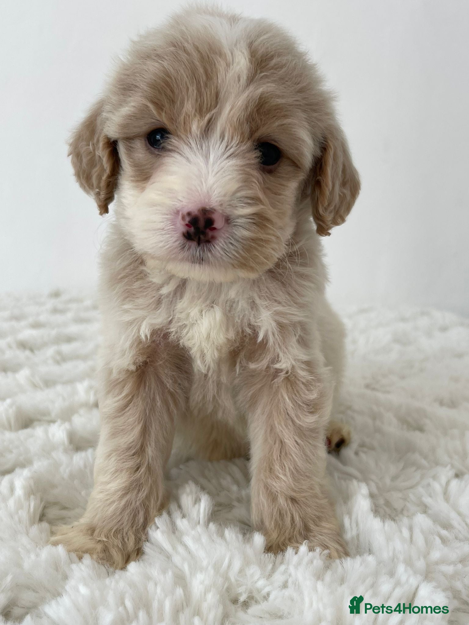 Cockapoo dogs Cockapoo Puppies  - Advert 1