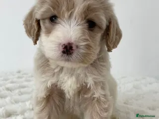 Cockapoo dogs Cockapoo Puppies - Advert 1