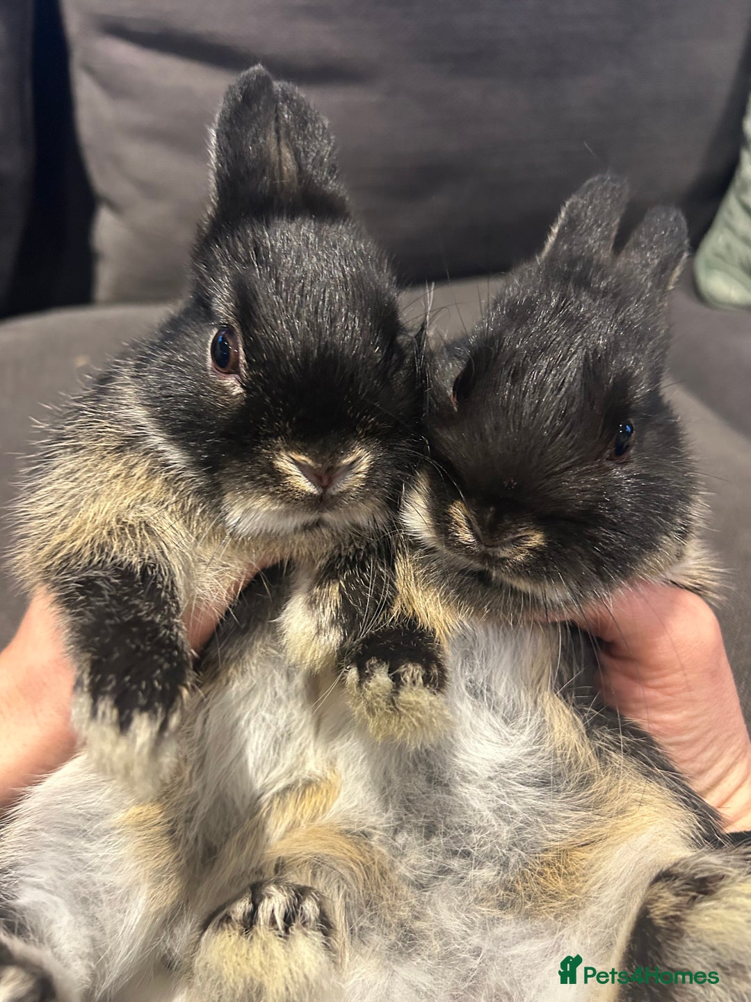 Netherland Dwarf rabbits for sale: Brother & sister bunnies to be homed together  - Advert 1
