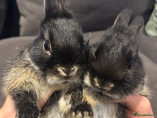 Netherland Dwarf rabbits Brother & sister bunnies to be homed together - Advert 1