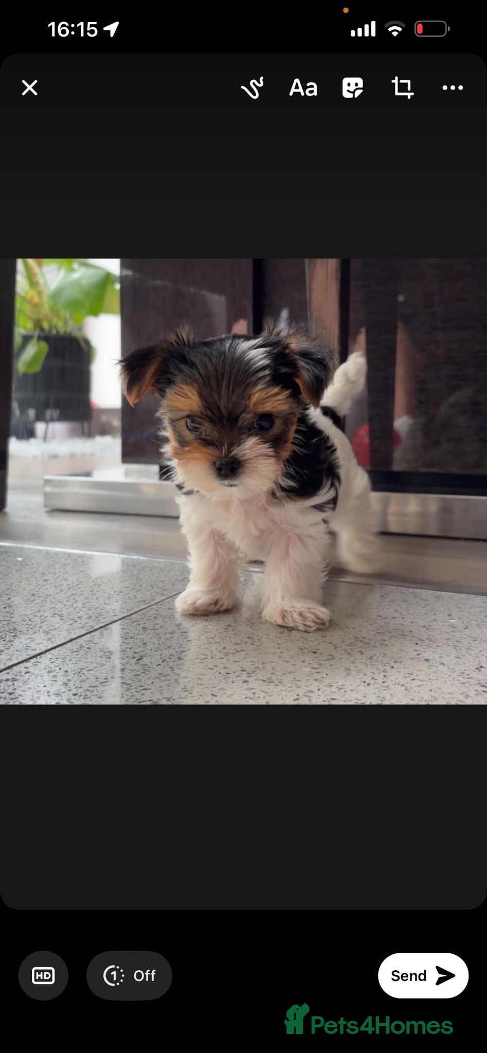 Yorkshire Terrier dogs Beautiful Mini Yorkshire Terrier Puppies  - Advert 1