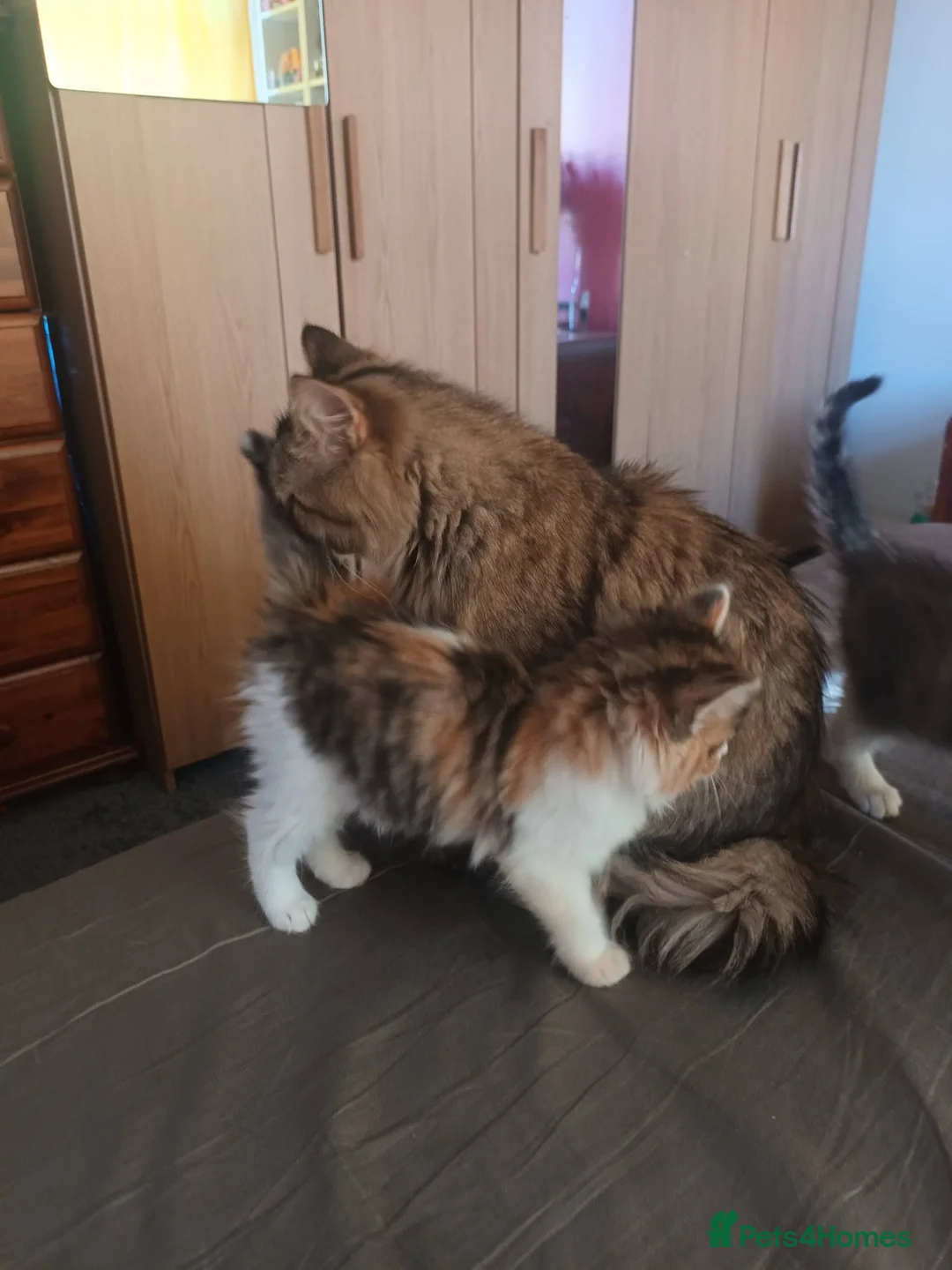 Mixed Breed cats for sale: mixed breed persian chinchilla kittens in Thornton Heath - Advert 1