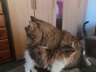 Mixed Breed cats mixed breed persian chinchilla kittens - Advert 3