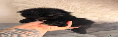 Maltipom 4