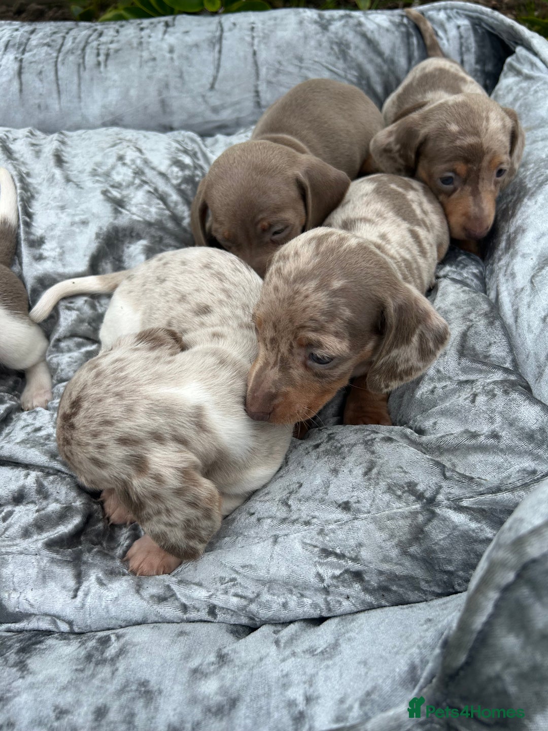 Miniature Dachshund dogs for sale: Ready Today! Miniature Dachshund Puppies  - Image 4