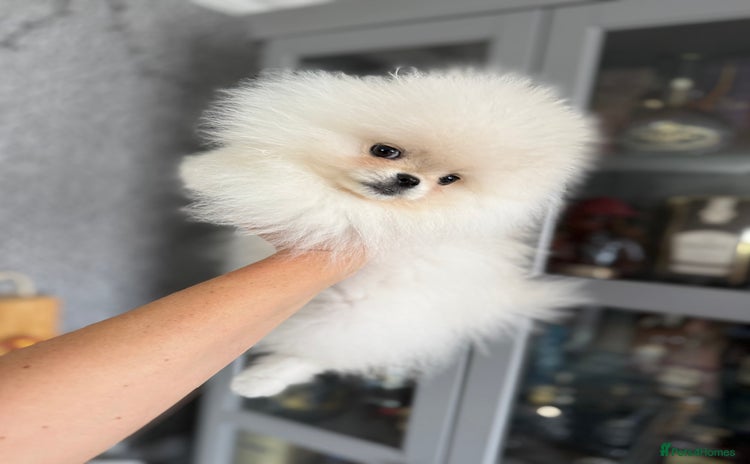 Pomeranian dogs - Advert 2