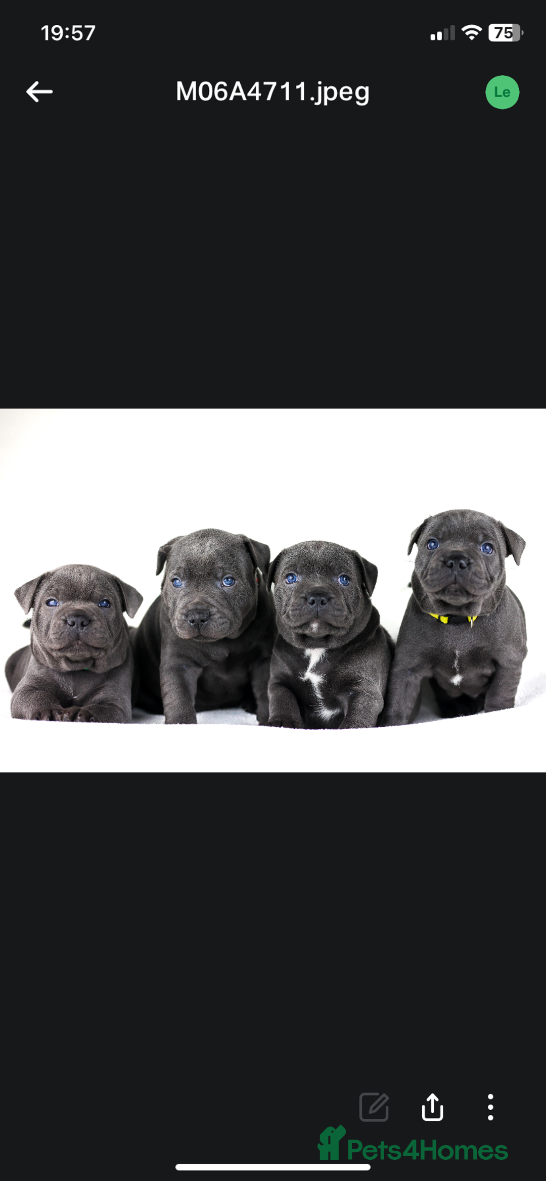Staffordshire Bull Terrier dogs for stud: PROVEN Staffordshire bull terrier stud  - Advert 2