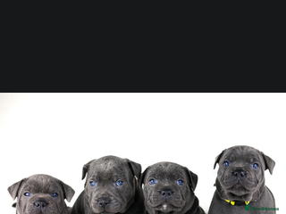 Staffordshire Bull Terrier dogs PROVEN Staffordshire bull terrier stud - Advert 12