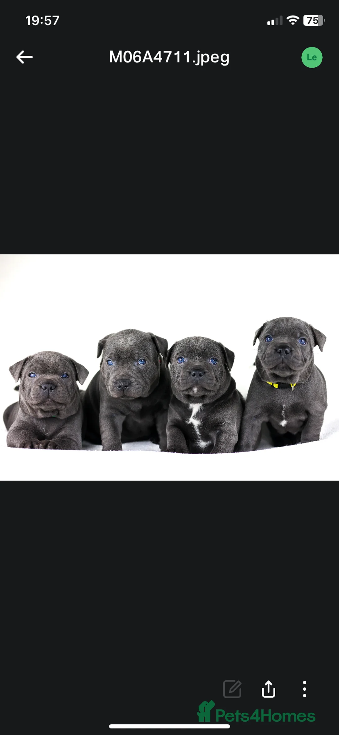 Staffordshire Bull Terrier dogs for stud: PROVEN Staffordshire bull terrier stud  - Advert 6