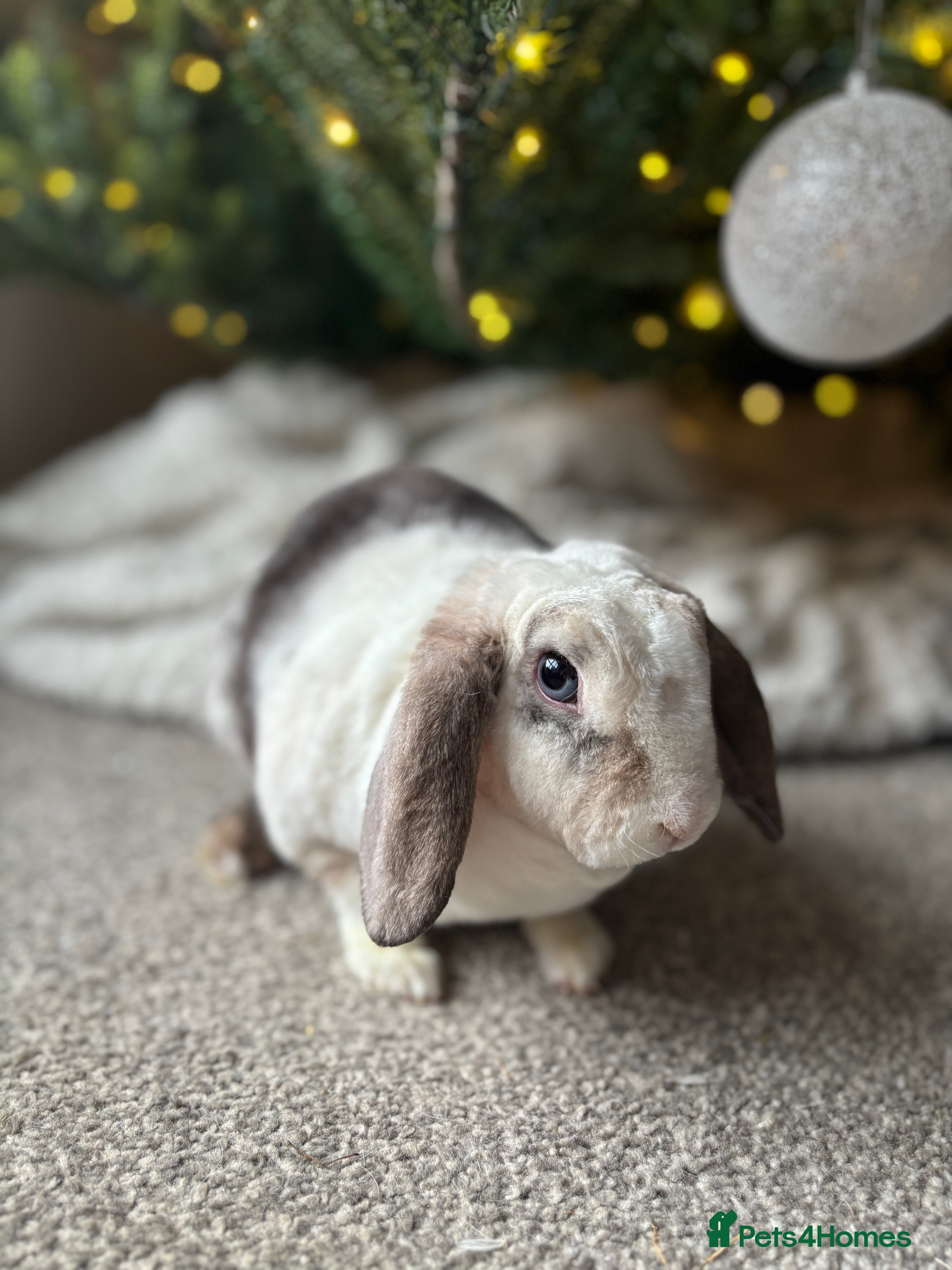 Mini Lop rabbits ✨ Mini plush lop bunnies 👀 🏡  - Advert 6
