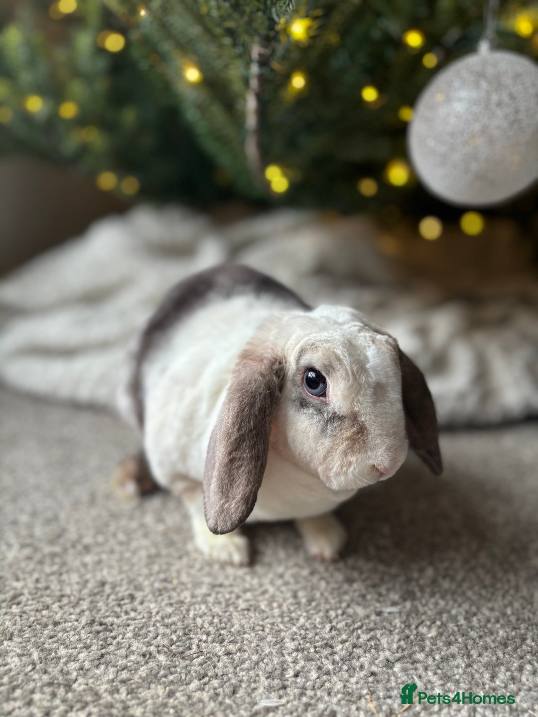 Mini Lop rabbits for sale: ✨ Mini plush lop bunnies 👀 🏡  - Advert 1