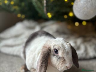 Mini Lop rabbits ✨ Mini plush lop bunnies 👀 🏡 - Advert 4
