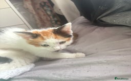 Mixed Breed cats for sale: gorgeous kittens - Image 12