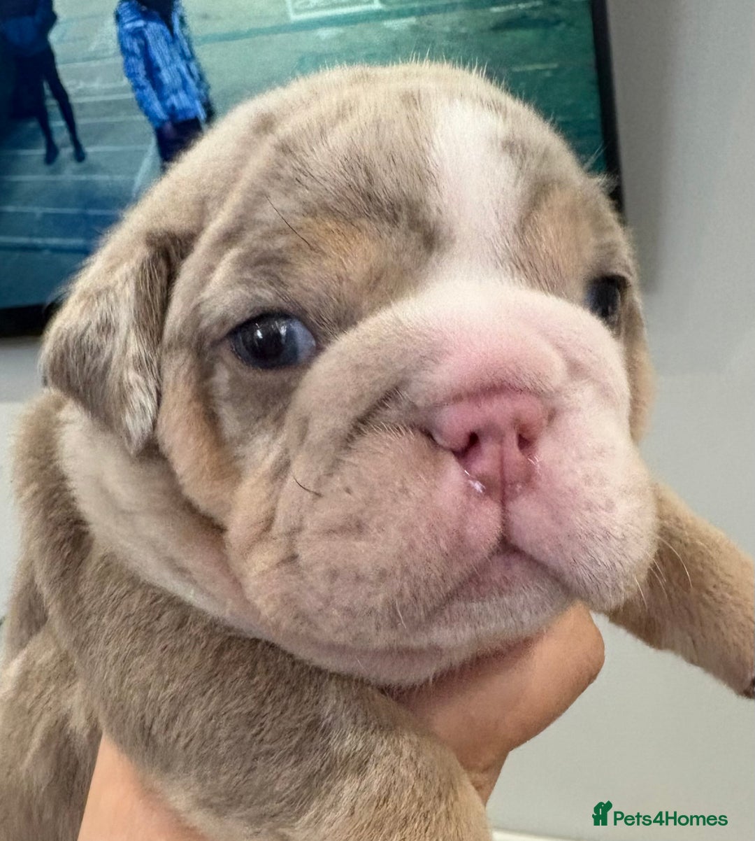 English Bulldog dogs for sale: Kc litter outstanding bloodlines bulldog pups  - Image 15