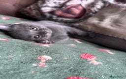 British Shorthair cats for sale: BSH cross  - Image 3