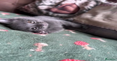 British Shorthair cats - Advert 13