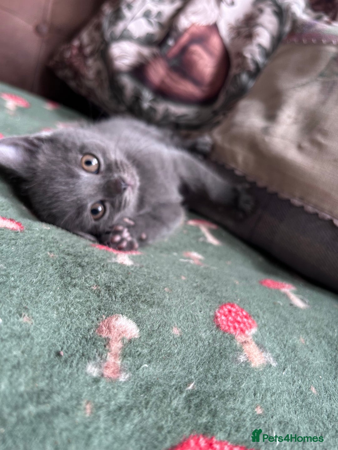 British Shorthair cats for sale: BSH cross  - Image 3