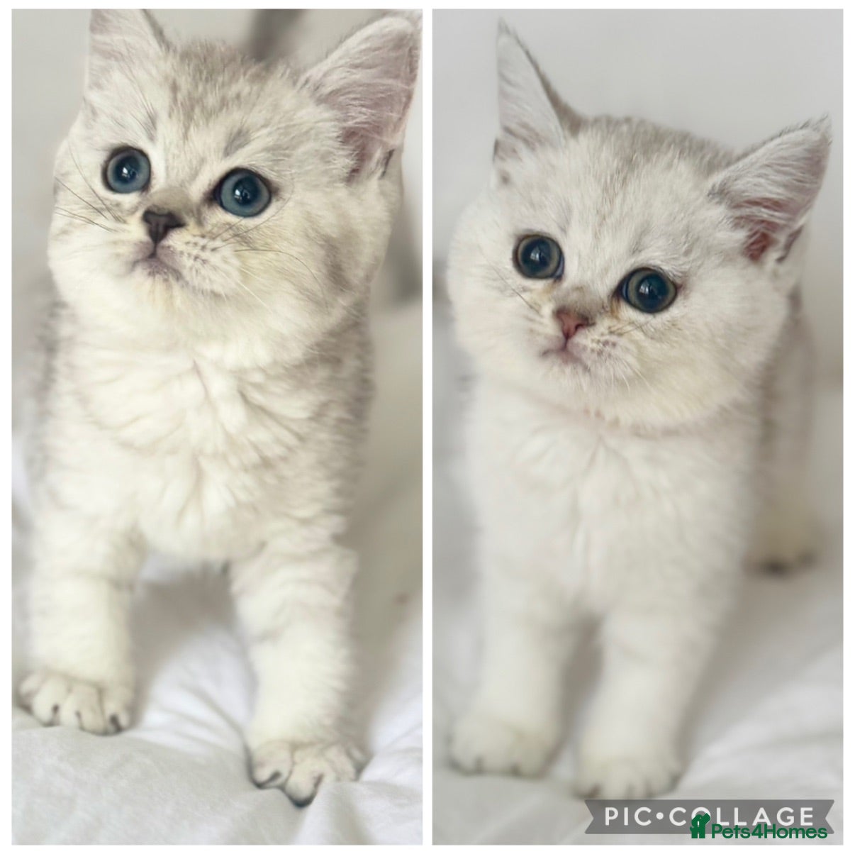 British Shorthair cats Stunning Silver NS12 GCCF British shorthairs  - Advert 1