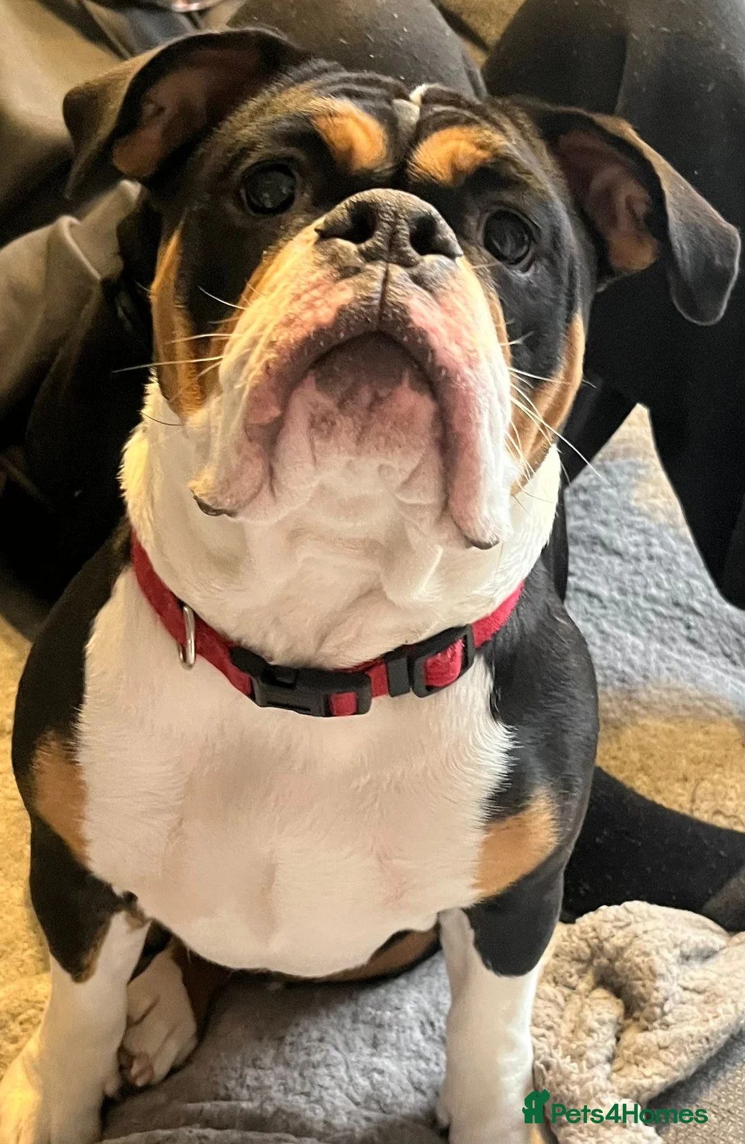 Old Tyme Bulldog dogs for sale: Old tyme bulldog  - Advert 2