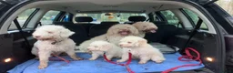 Lagotto Romagnolo dogs for sale: Pedigree Lagotto Romagnolo Puppies - Advert 12