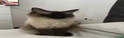 Ragdoll cats for sale: Winter the chocolate point ragdoll💜 - Advert 2