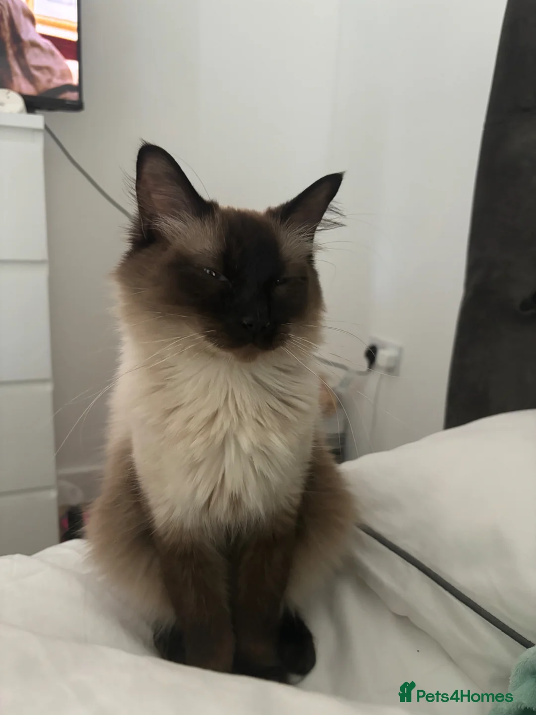 Ragdoll cats for sale: Winter the chocolate point ragdoll💜 - Advert 2