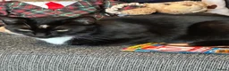 Mixed Breed cats for sale: Rehoming lovely cat  - Advert 2