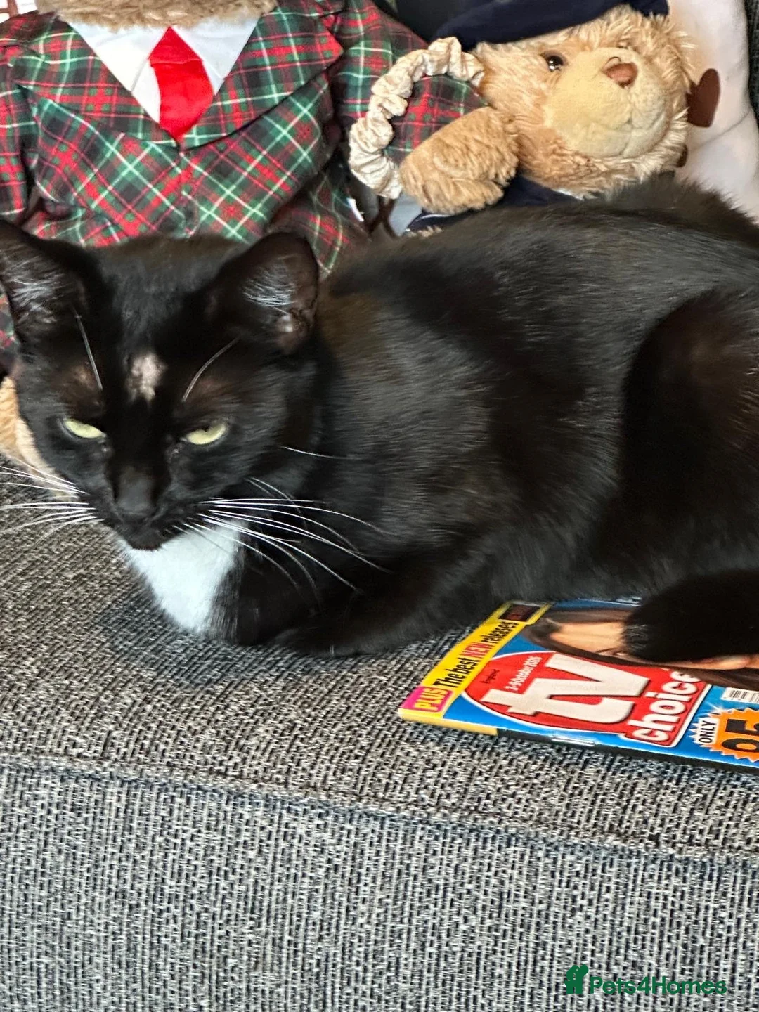 Mixed Breed cats for sale: Rehoming lovely cat  - Advert 2